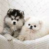 tinyfloof.diaries