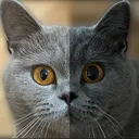 @purrpawspals