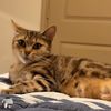 lillykitty91