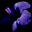@mid_behaviour