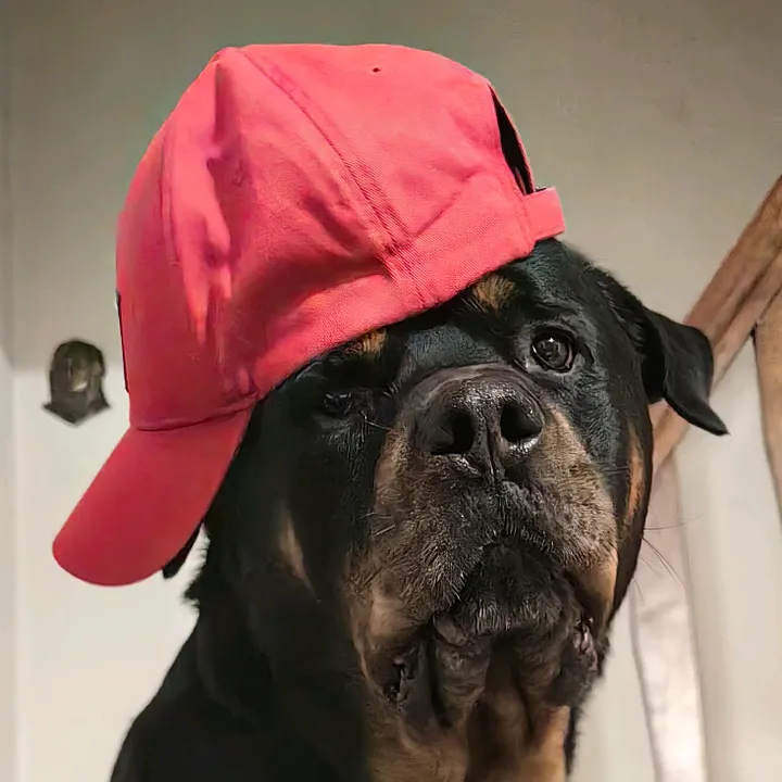 bryan.rottweiler.simo