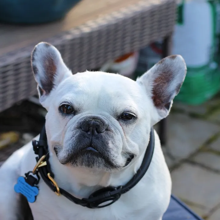 louie_bagof_buttons