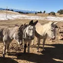 @ccdonkeysofficial