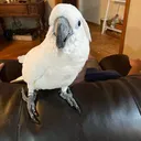 @busterrthecockatoo