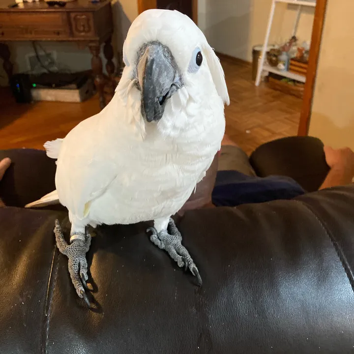 @busterrthecockatoo