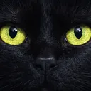 @blackcatsmattter