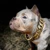 wildtrikennels
