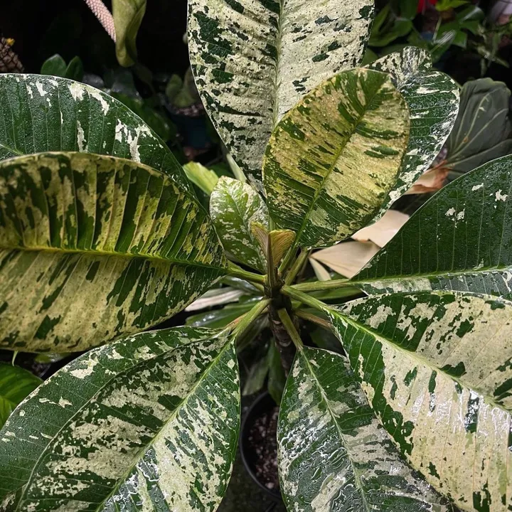 just_fishandplants