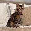 cleochanelthebengal