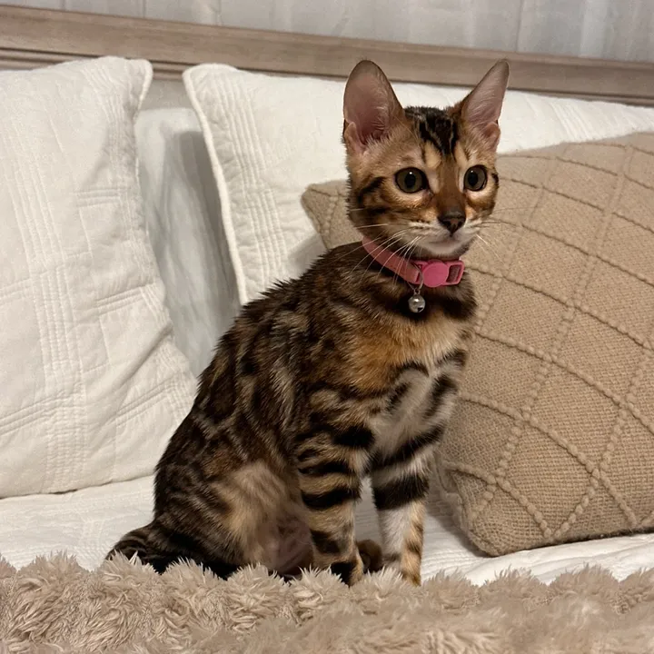 cleochanelthebengal