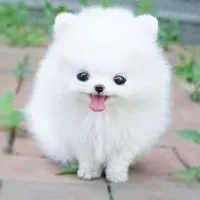 cutepuppy012023
