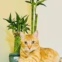 @goldcat6688
