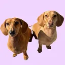 @hazel.bea.weenie