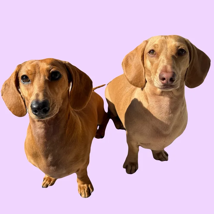 @hazel.bea.weenie