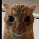 @xnovaxz
