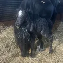 @alfiepony6
