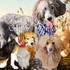 mixedpetcollective