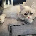 @yecatseht