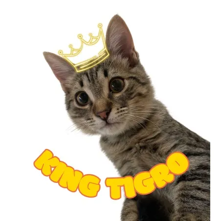 iamkingtigro