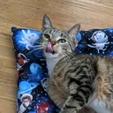 @whiskstowhiskers