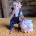 @cutemonkey.s