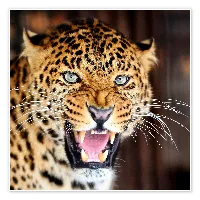 @wildlife.96