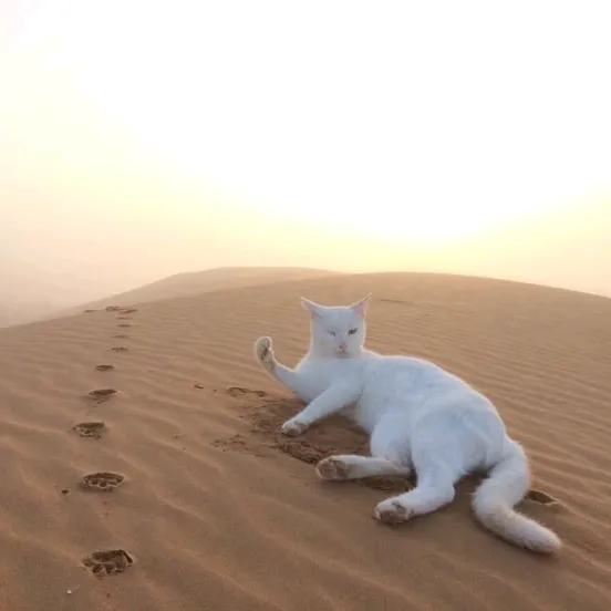 yyasmj