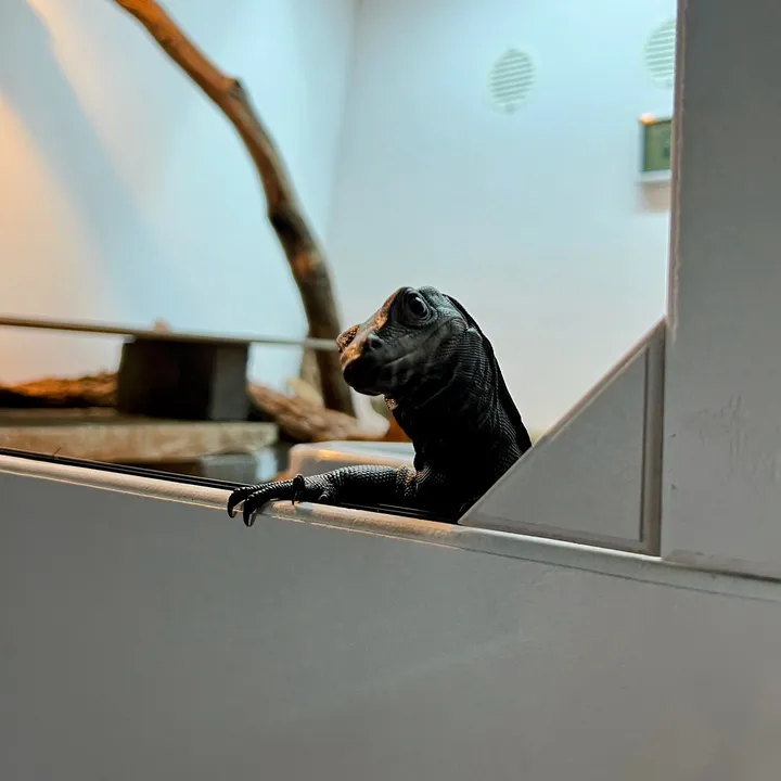 @lookatmylizard