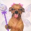 funnydog8886