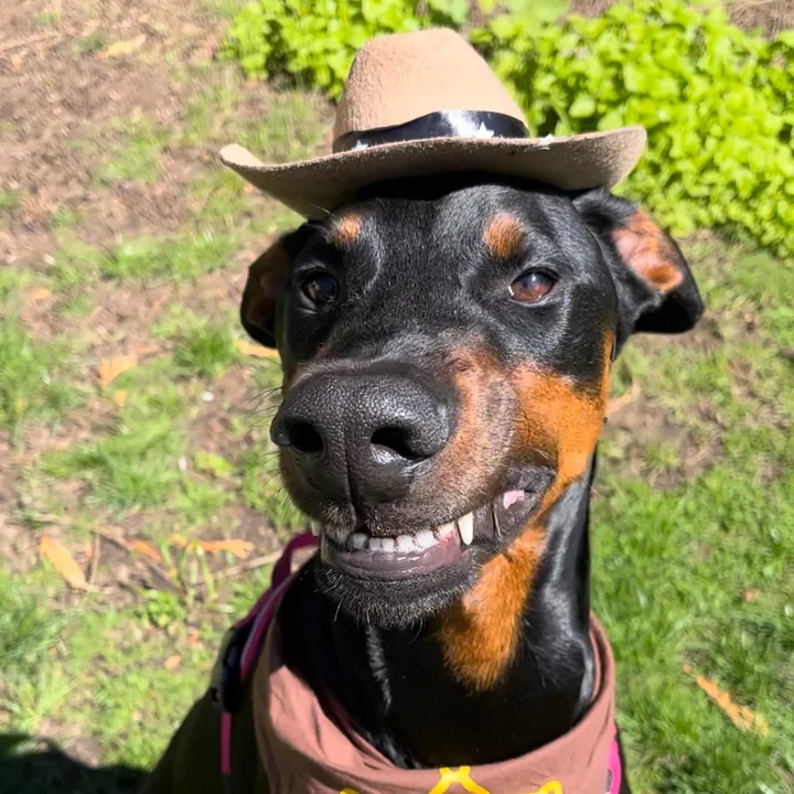 @honkifyoulovemydog