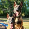 shepherdstyletraining