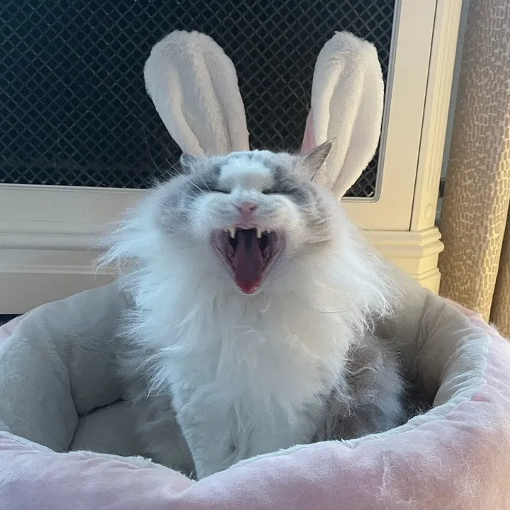 @moderncatsfamily