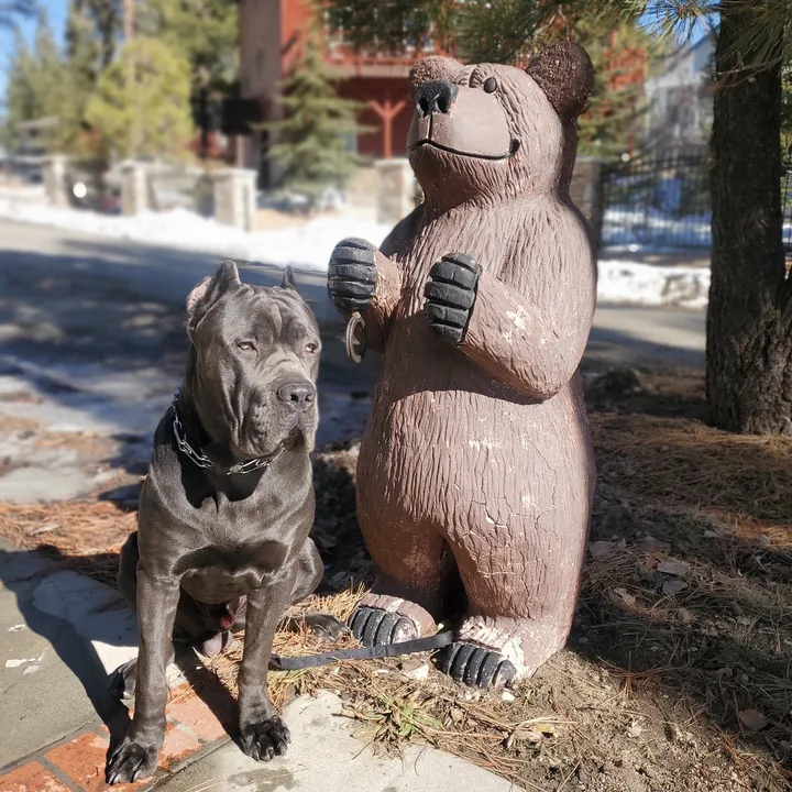 alistairthecanecorso