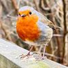flora_fauna_fur_feathers