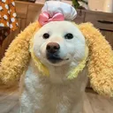 @siignk