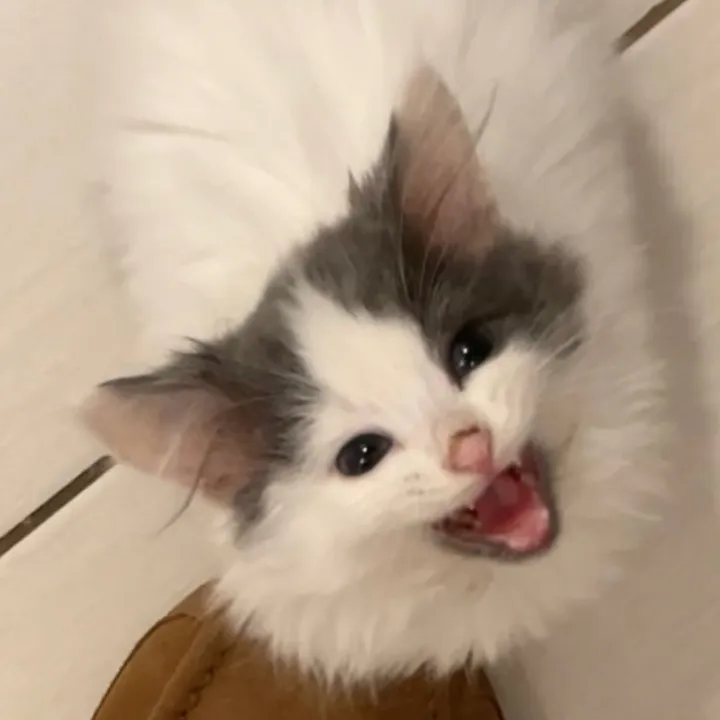 @ferociousrengar