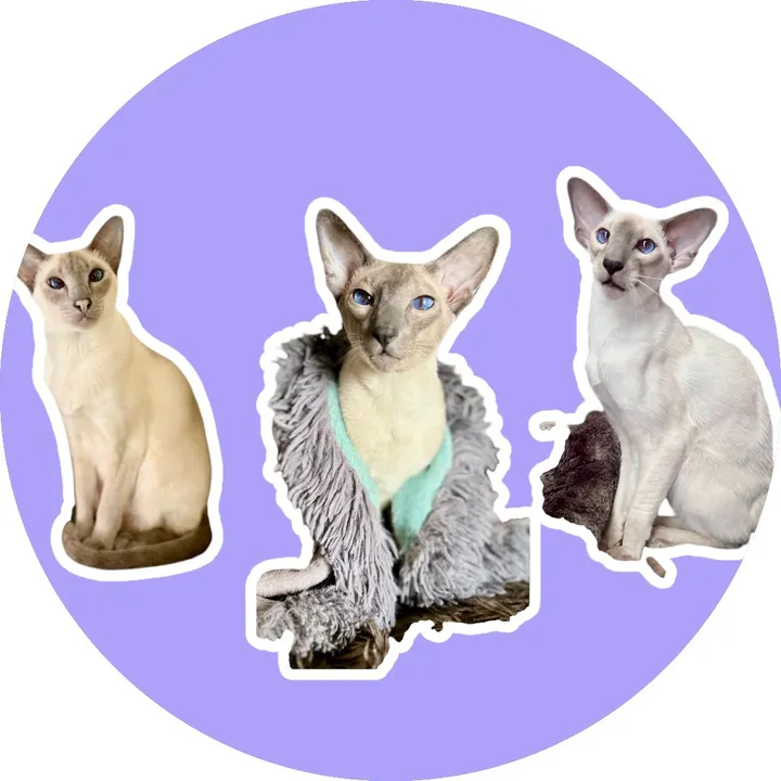 modernsiamese