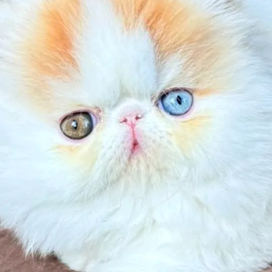 @_humah_7