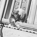 @misscloverthelemur