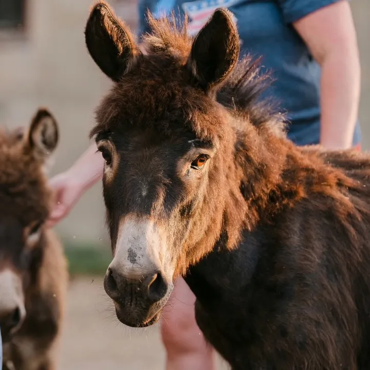 @afatbottomfarm