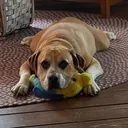 @hesmyrescue