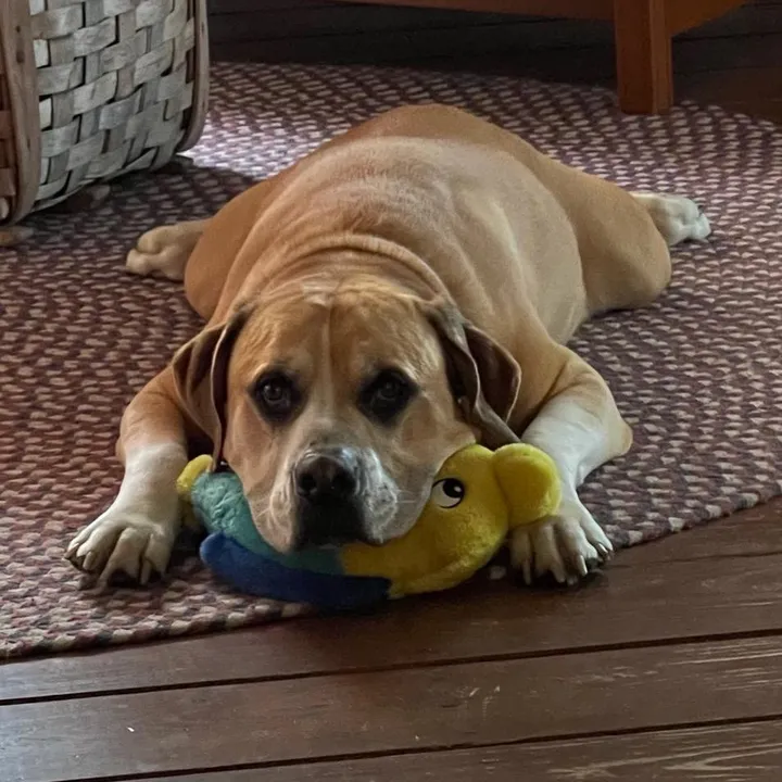 @hesmyrescue