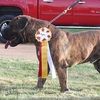 dkboerboels