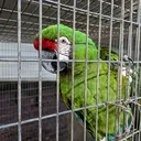 @daybirdaviaries