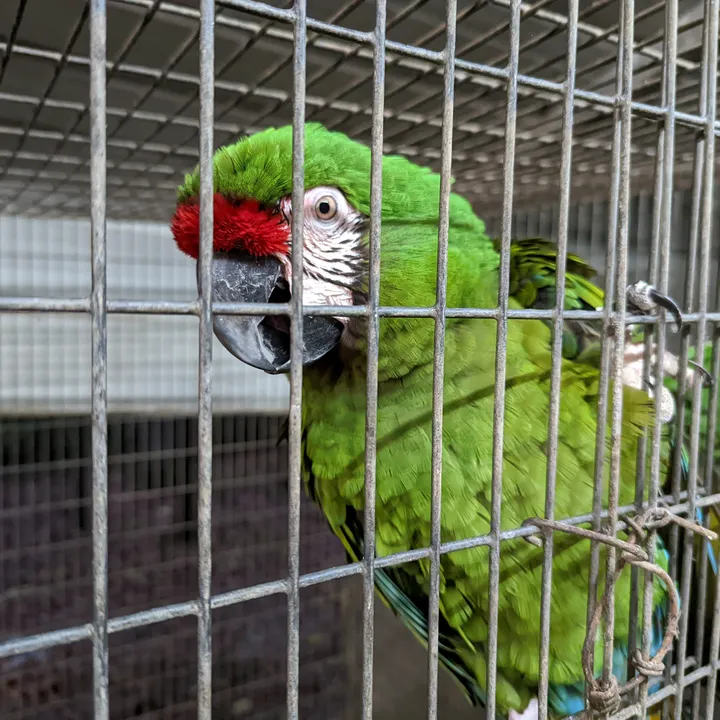 @daybirdaviaries