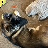 7hellishhounds