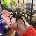 @thespiderroom