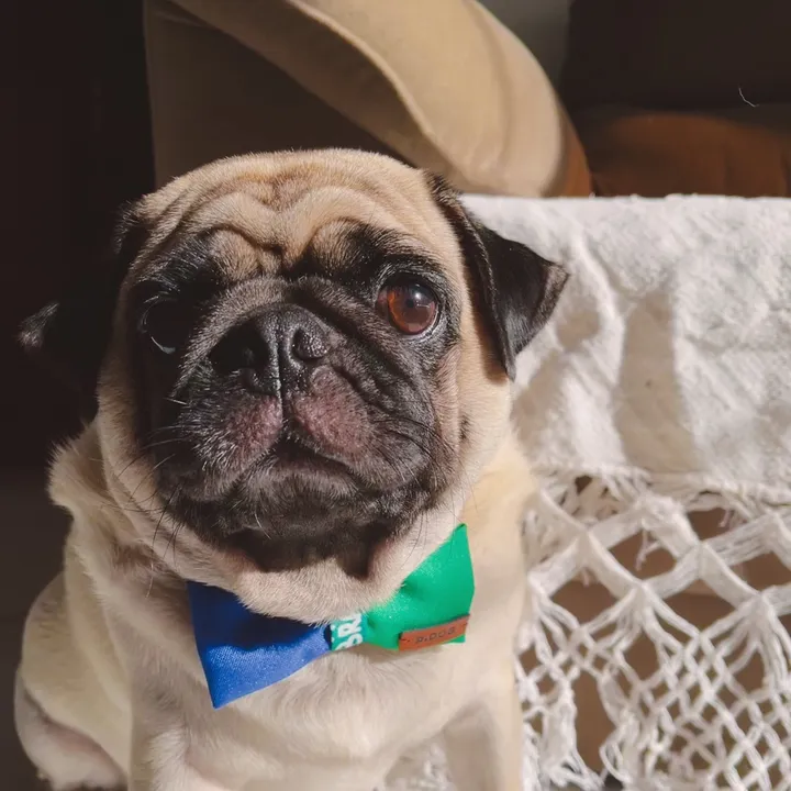 @opug.frank