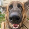 dommysdoggyempire