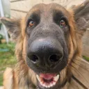 @dommysdoggyempire